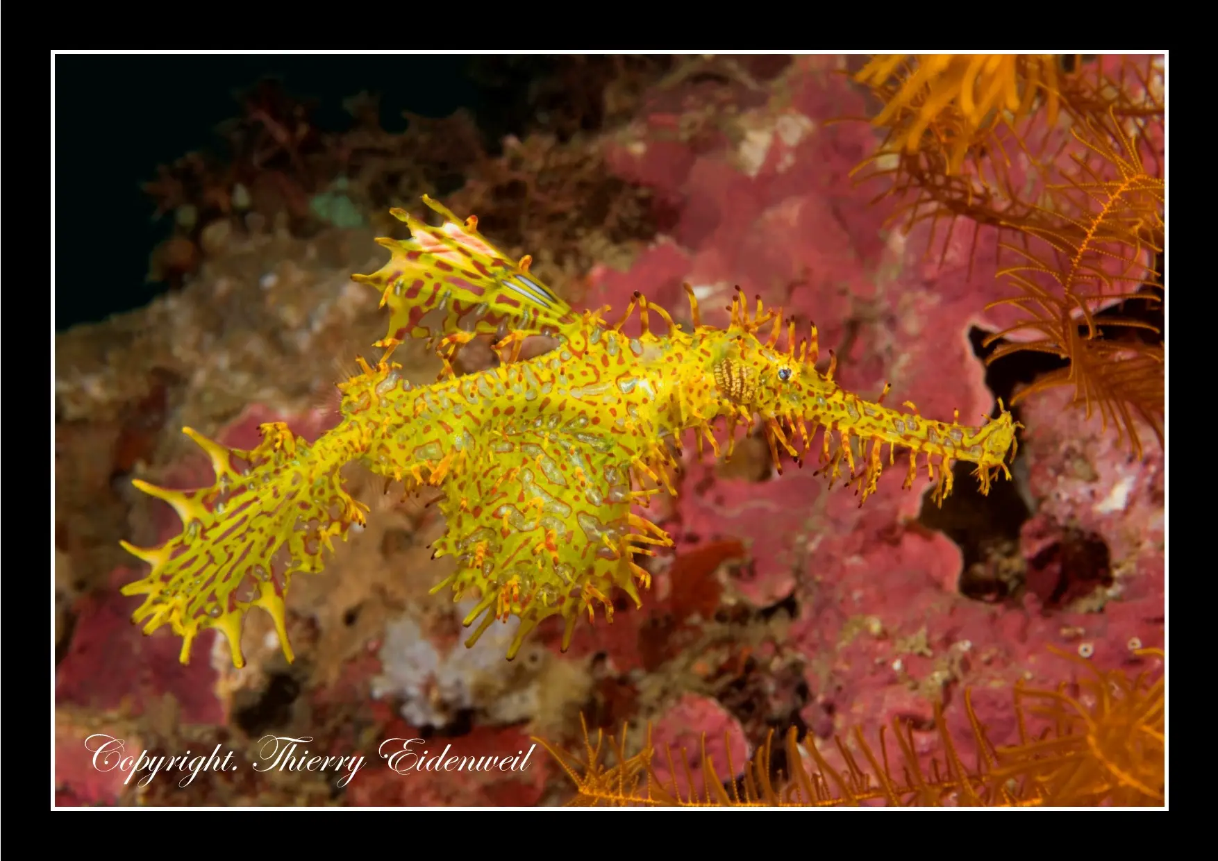 Anilao Macro Dive Media Highlight